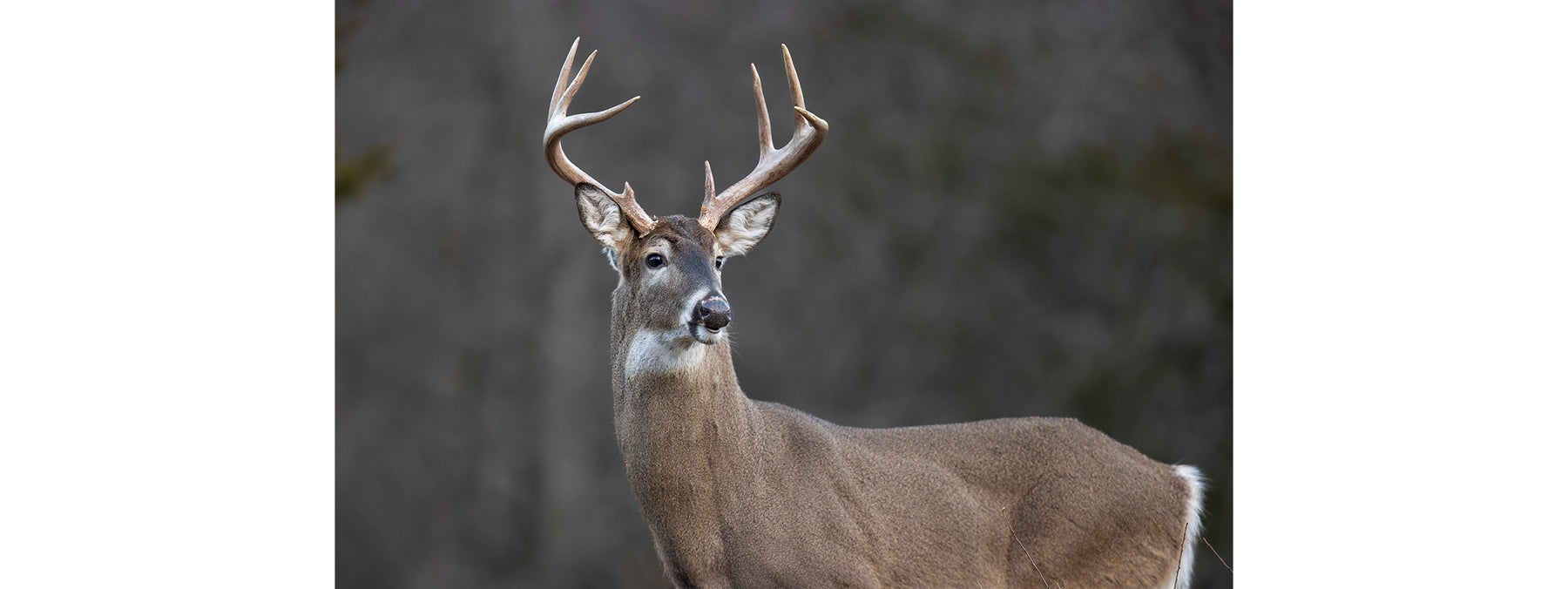 Whitetail Deer, Deer Fur