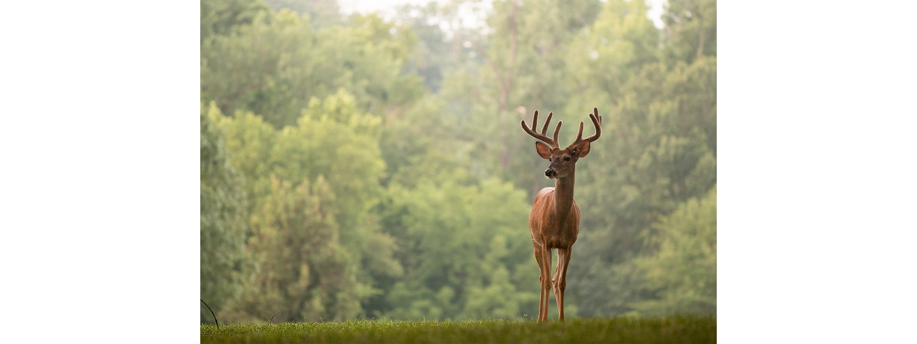 The Growth and Hardening Process of Deer Antlers