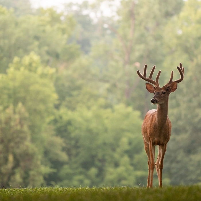 The Growth and Hardening Process of Deer Antlers