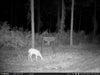 WiseEye DC-2 No Glow Wildlife Camera night photo of deer