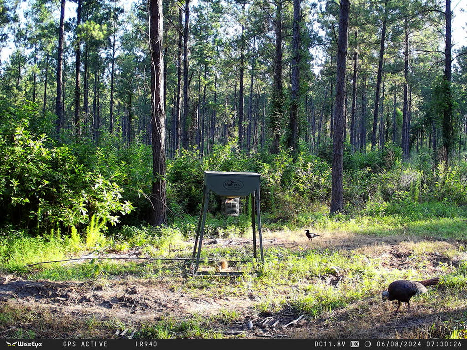 WiseEye DC-2 No Glow Wildlife Camera photo turkey