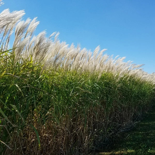 B&B Tree, Strawberry & Giant Miscanthus Preorder