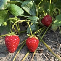 B&B Tree, Strawberry & Giant Miscanthus Preorder