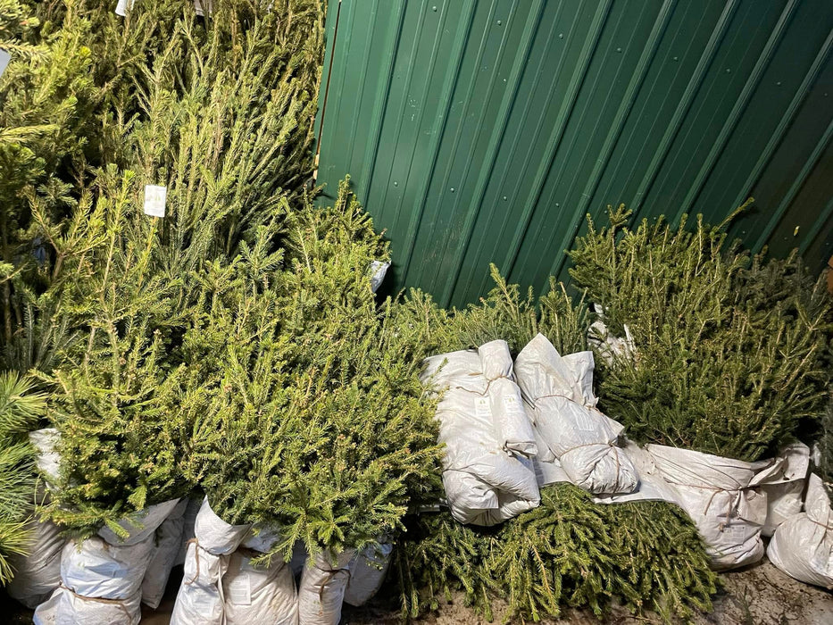 B&B Tree, Strawberry & Giant Miscanthus Preorder